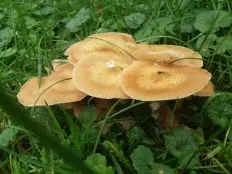 Autumn honey agaric (Armillaria mellea; Armillaria borealis) photo and description