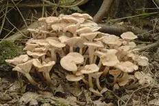 Autumn honey agaric (Armillaria mellea; Armillaria borealis) photo and description