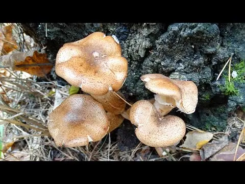 Autumn honey agaric (Armillaria mellea; Armillaria borealis) photo and description