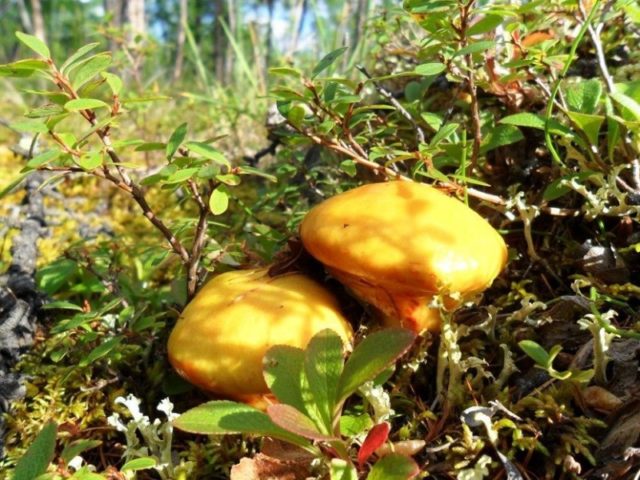 Autumn (ordinary, late, yellow, real) butterflies: photo and description