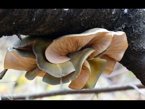 Autumn oyster mushroom (Panellus serotinus) photo and description