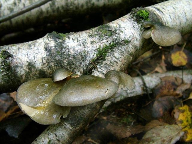 Autumn oyster mushrooms: photo and description, cooking methods