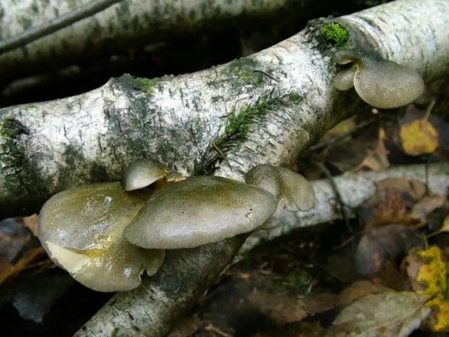 Autumn oyster mushrooms: photo and description, cooking methods