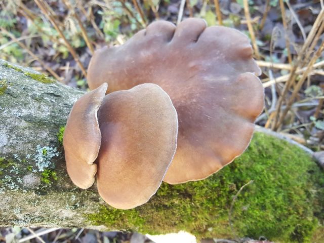 Autumn oyster mushrooms: photo and description, cooking methods