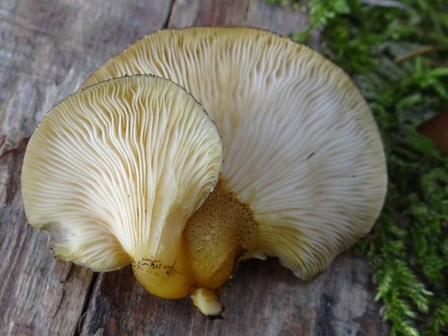 Autumn oyster mushrooms: photo and description, cooking methods