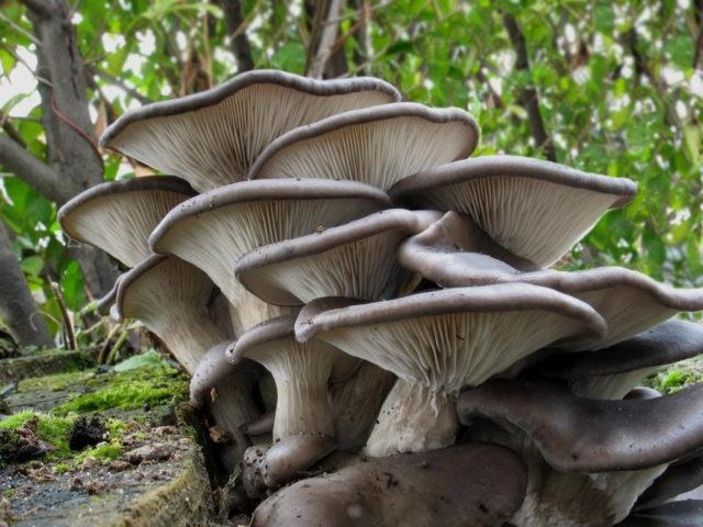 Autumn oyster mushrooms: photo and description, cooking methods