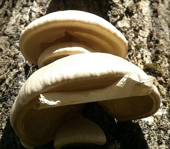 Autumn oyster mushrooms: photo and description, cooking methods