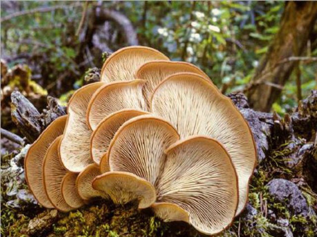 Autumn oyster mushrooms: photo and description, cooking methods