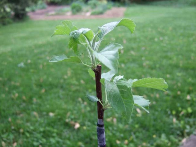 Autumn planting fruit