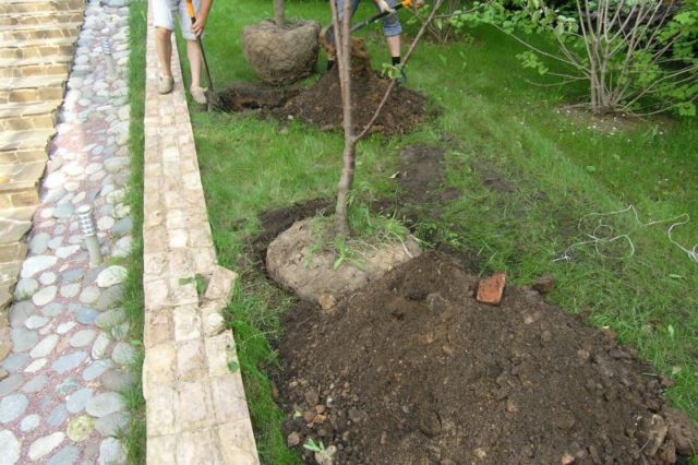 Autumn planting fruit