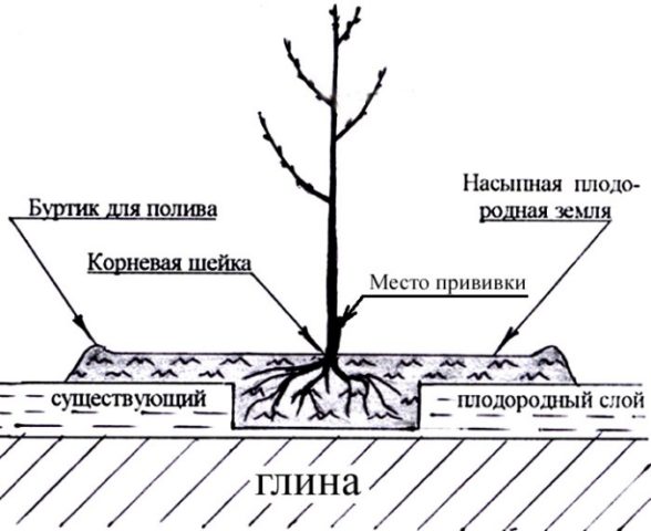 Autumn planting fruit