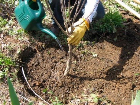 Autumn planting fruit