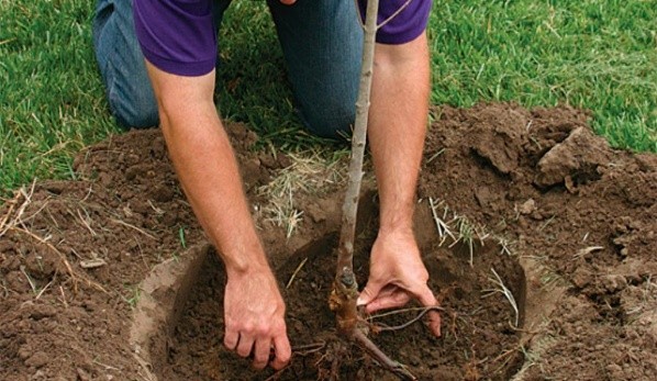 Autumn planting fruit