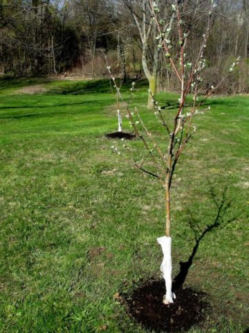 Autumn planting fruit