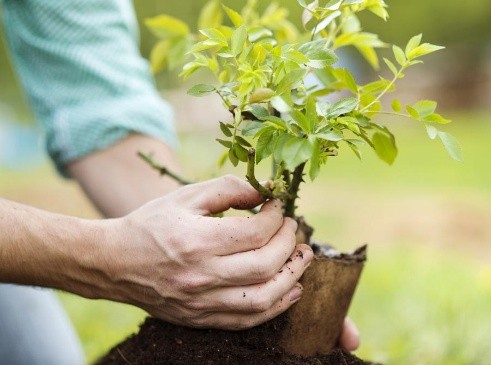 Autumn planting fruit