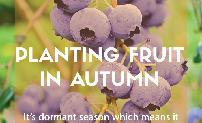 Autumn planting fruit