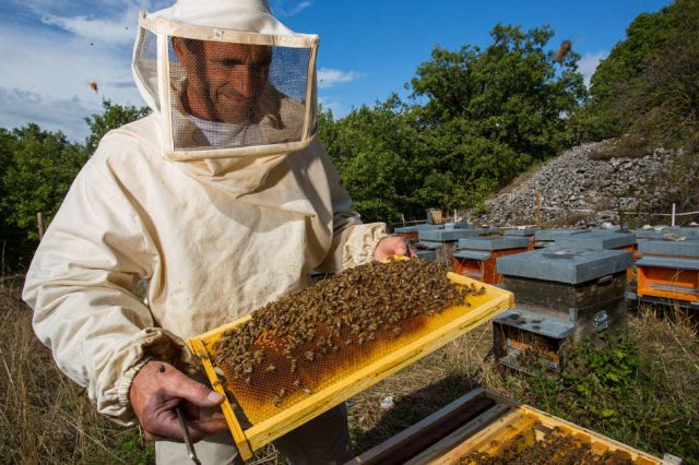 Autumn processing of bees