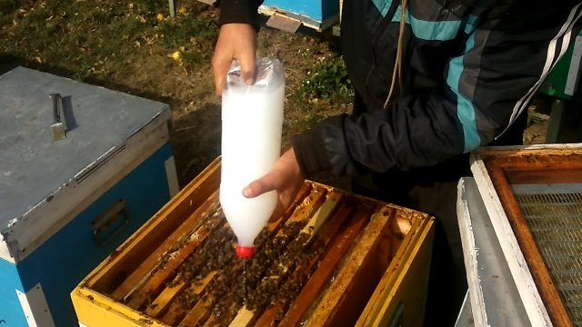 Autumn processing of bees