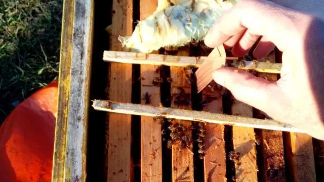 Autumn processing of bees