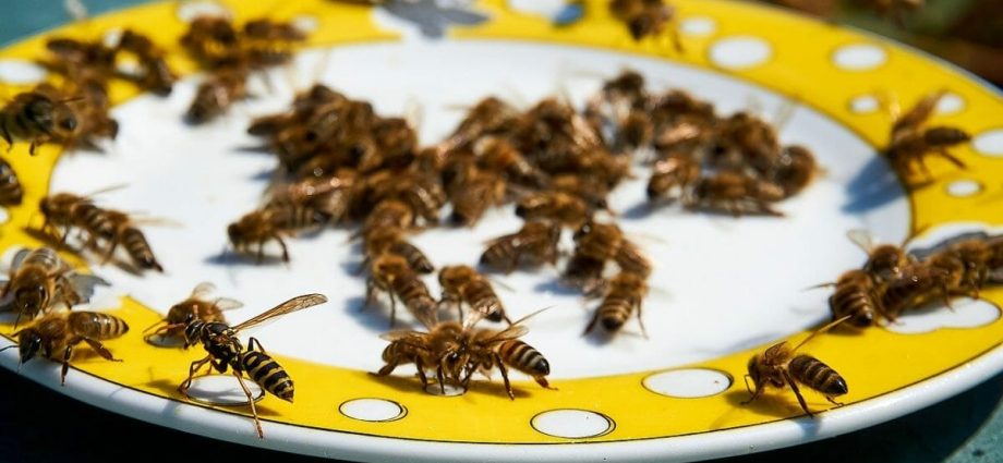 Autumn processing of bees