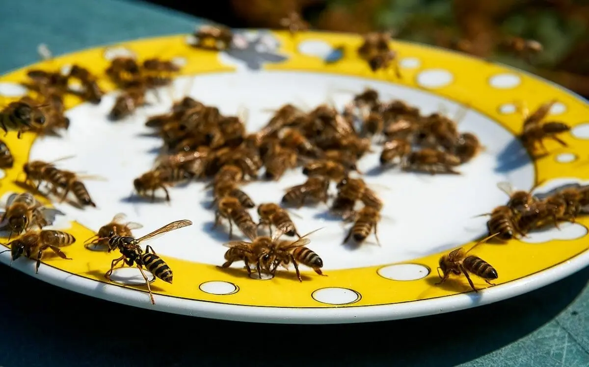 Autumn processing of bees