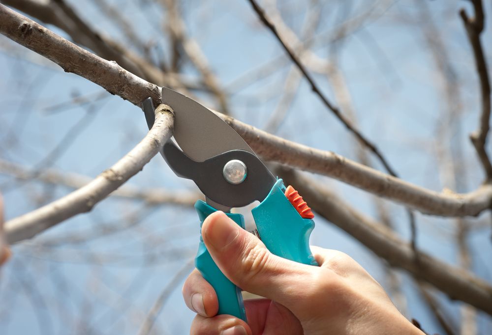 Autumn pruning of cherries: how to carry out regular processing of plants