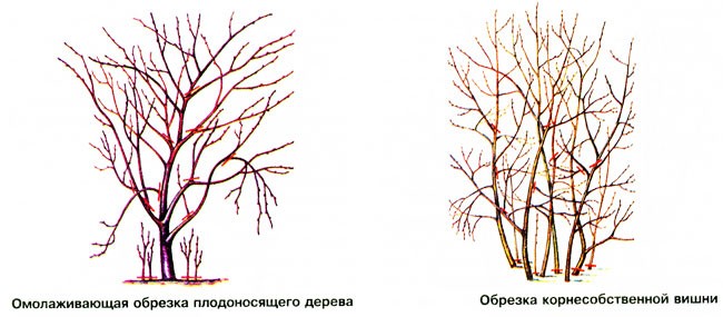 Autumn pruning of cherries: how to carry out regular processing of plants