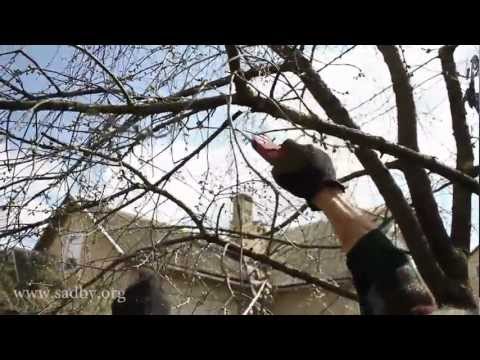 Autumn pruning of cherries: how to carry out regular processing of plants