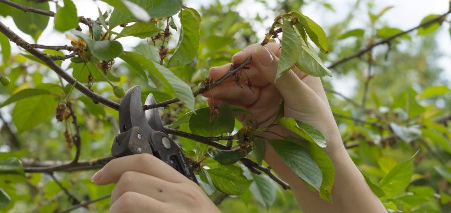 Autumn pruning of cherries: how to carry out regular processing of plants