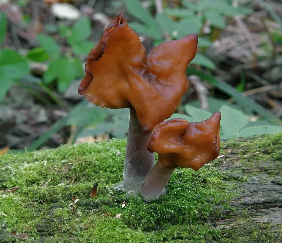 Autumn stitch (Gyromitra infula) photo and description