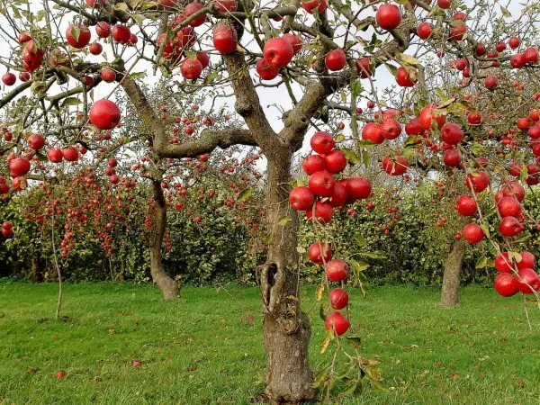 Autumn top dressing of trees: how and when to fertilize