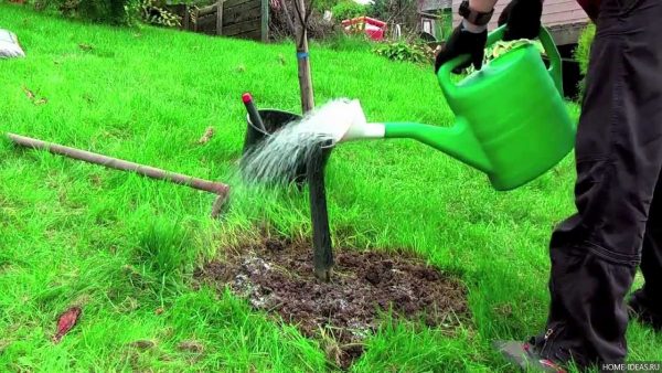 Autumn top dressing of trees: how and when to fertilize