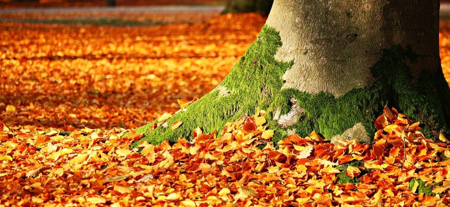 Autumn top dressing of trees: how and when to fertilize