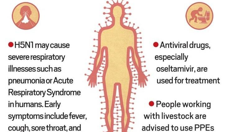 Avian flu &#8211; symptoms and treatment in humans. How can you get infected? WE EXPLAIN