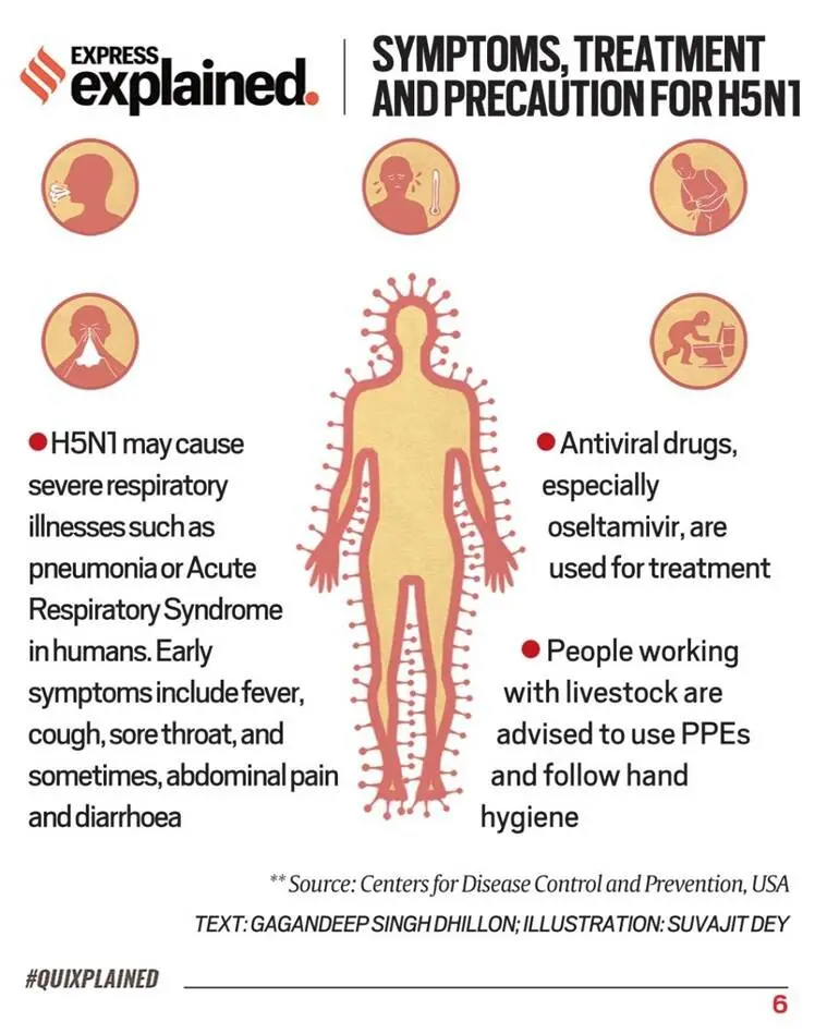 Avian flu &#8211; symptoms and treatment in humans. How can you get infected? WE EXPLAIN