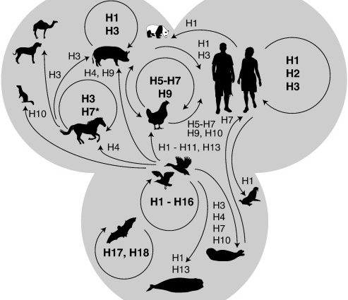 Avian, swine, and even seals. The flu list keeps getting longer