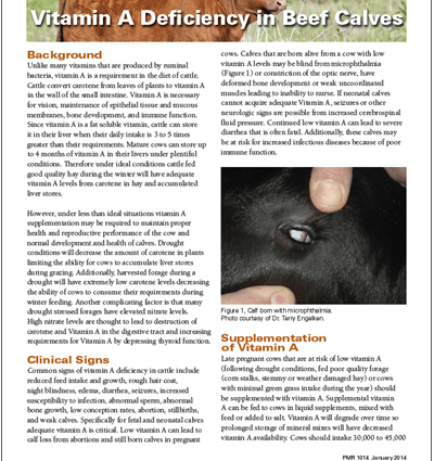 Avitaminosis of cattle