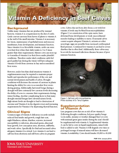 Avitaminosis of cattle