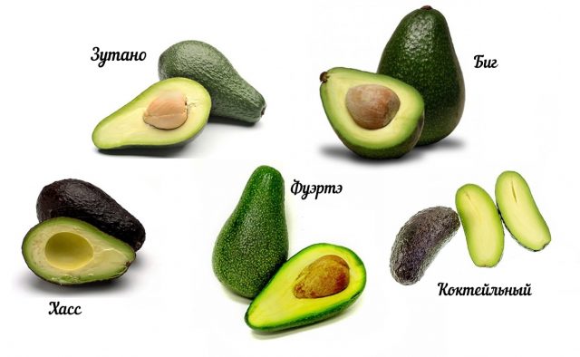 Avocado: types and varieties, photo and description