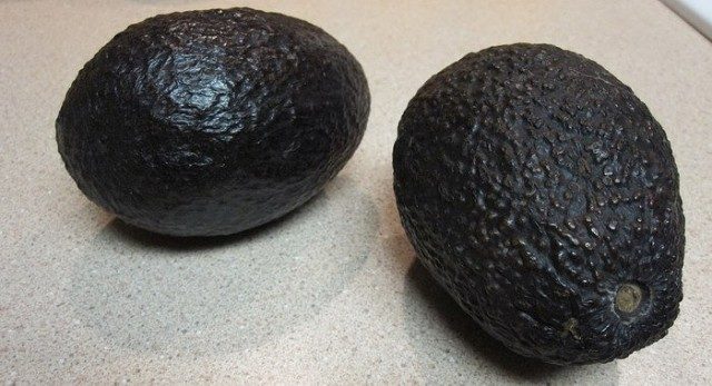 Avocado: types and varieties, photo and description