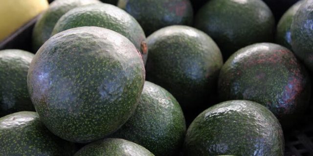 Avocado: types and varieties, photo and description