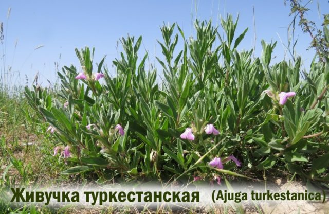 Ayuga (Zhivuchka): types and varieties, photo, description, planting and care