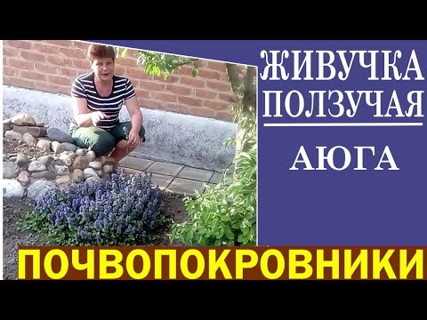 Ayuga (Zhivuchka): types and varieties, photo, description, planting and care