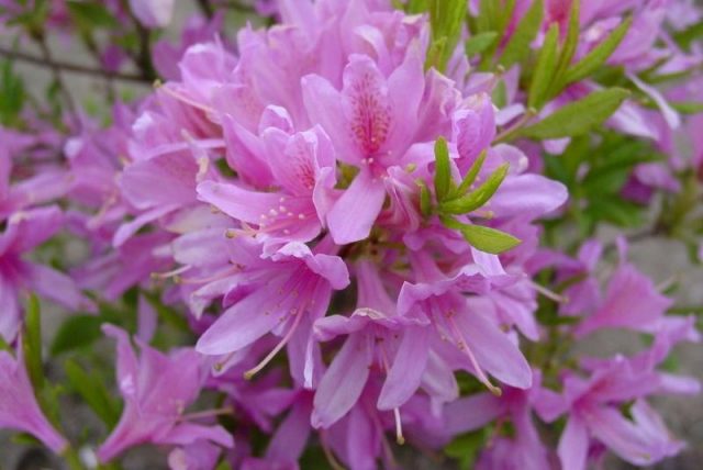 Azalea deciduous: photo, varieties, cultivation