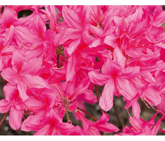 Azalea deciduous: photo, varieties, cultivation