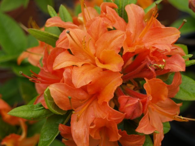 Azalea deciduous: photo, varieties, cultivation