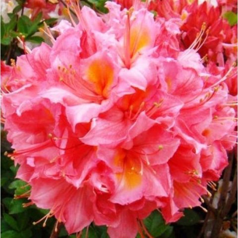 Azalea deciduous: photo, varieties, cultivation