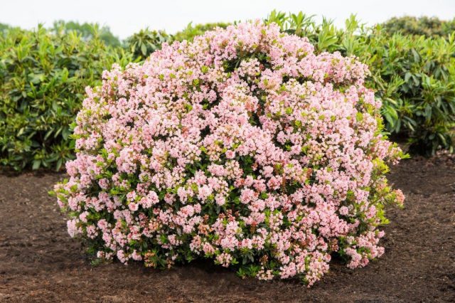 Azalea deciduous: photo, varieties, cultivation