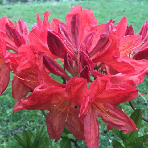 Azalea deciduous: photo, varieties, cultivation