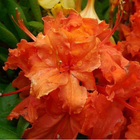 Azalea deciduous: photo, varieties, cultivation